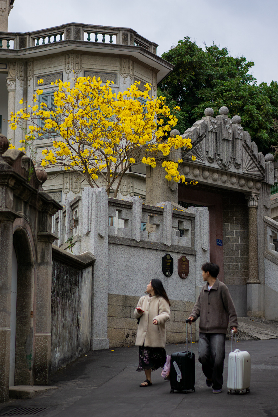 鼓浪嶼老別墅春色關(guān)不住，一樹黃花出墻來。張蔚攝