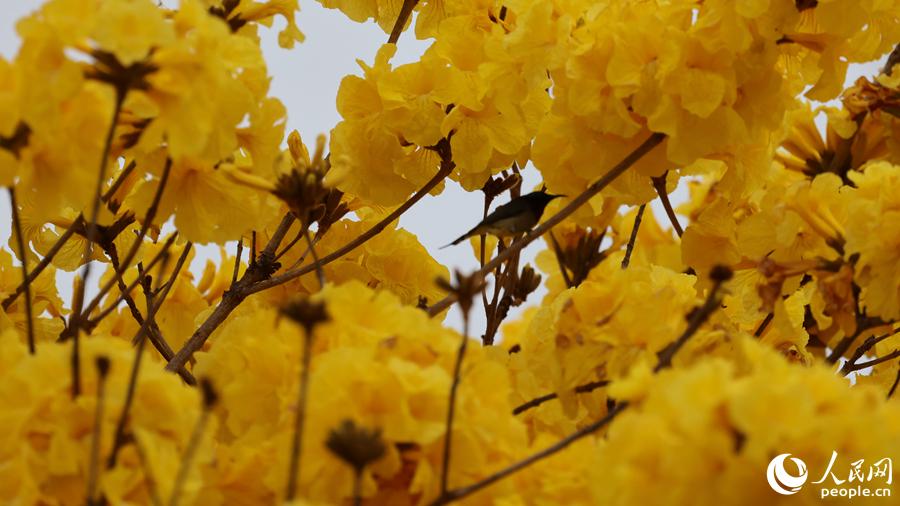 黃花枝頭的叉尾太陽鳥。人民網(wǎng)記者 陳博攝