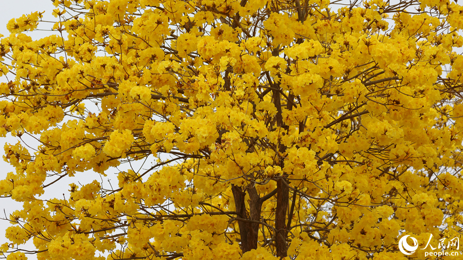 忠侖公園內(nèi)的黃花風(fēng)鈴木繁花滿樹。人民網(wǎng)記者 陳博攝