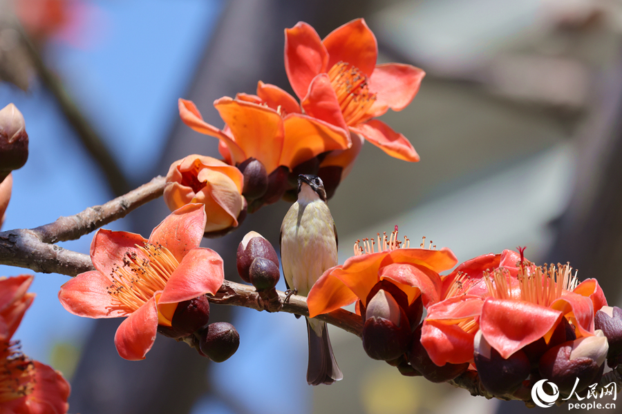 木棉花盛開，秀鳥立枝頭。人民網(wǎng)記者 陳博攝