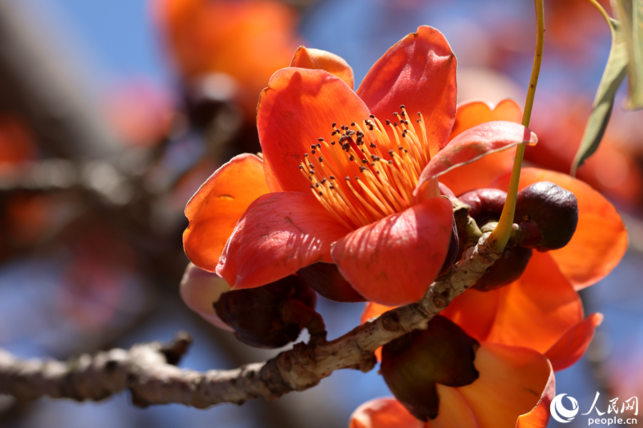 木棉花向陽綻放。人民網(wǎng)記者 陳博攝