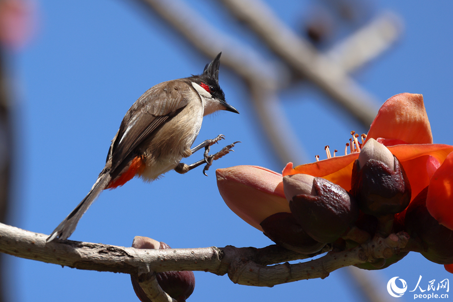 紅耳鵯跳向盛開的木棉花朵。人民網(wǎng)記者 陳博攝