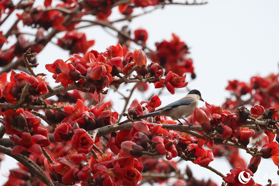 灰喜鵲穿梭于火紅的木棉花間。人民網(wǎng)記者 陳博攝
