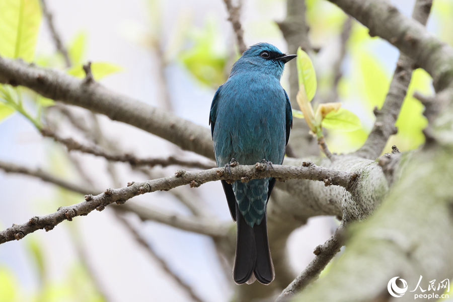 銅藍(lán)鹟雄鳥在綠樹枝頭停留。人民網(wǎng)記者 陳博攝