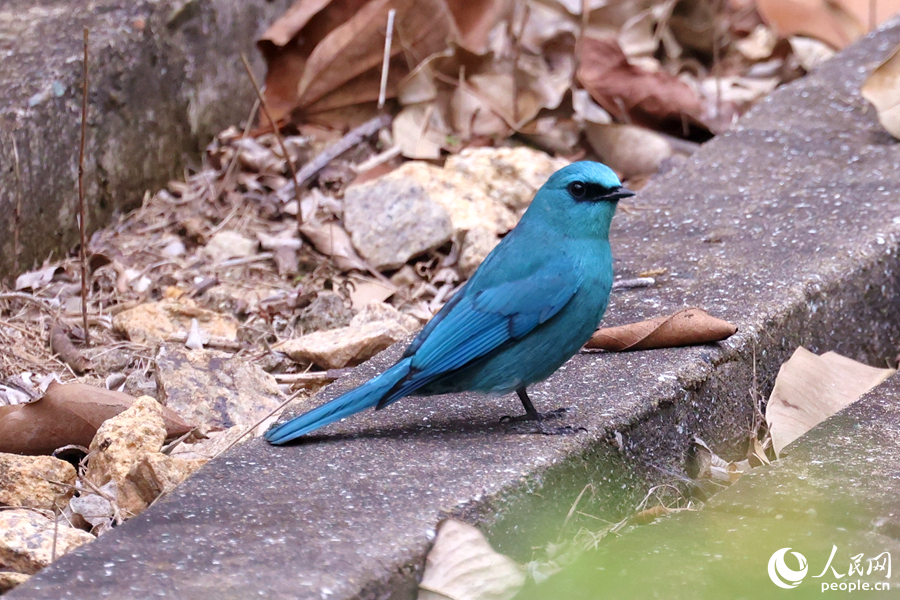 銅藍(lán)鹟雄鳥在公園排水溝的落葉中覓食。人民網(wǎng)記者 陳博攝