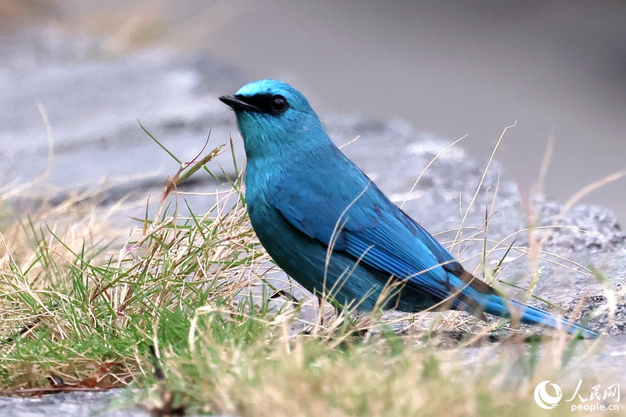 銅藍(lán)鹟雄鳥在公園草地中踱步。人民網(wǎng)記者 陳博攝