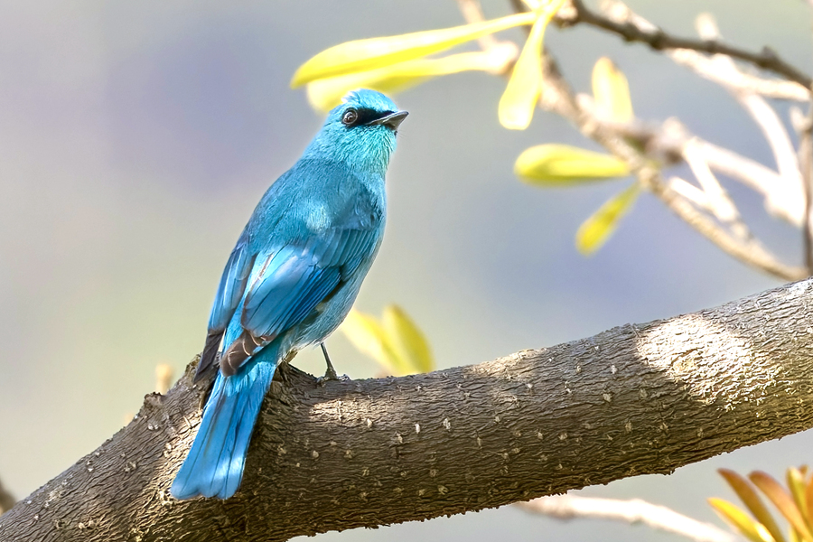 銅藍(lán)鹟好似春日里的“藍(lán)精靈”，迎接春的到來。江玲攝