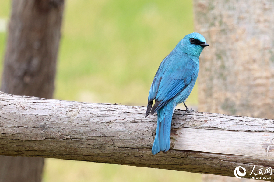 銅藍(lán)鹟在廈門島內(nèi)的住宅周邊現(xiàn)身較為少見。人民網(wǎng)記者 陳博攝