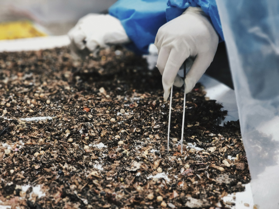 經(jīng)監(jiān)測，船內(nèi)死亡蜚蠊（蟑螂）高達2萬余只。鄭伯堅攝