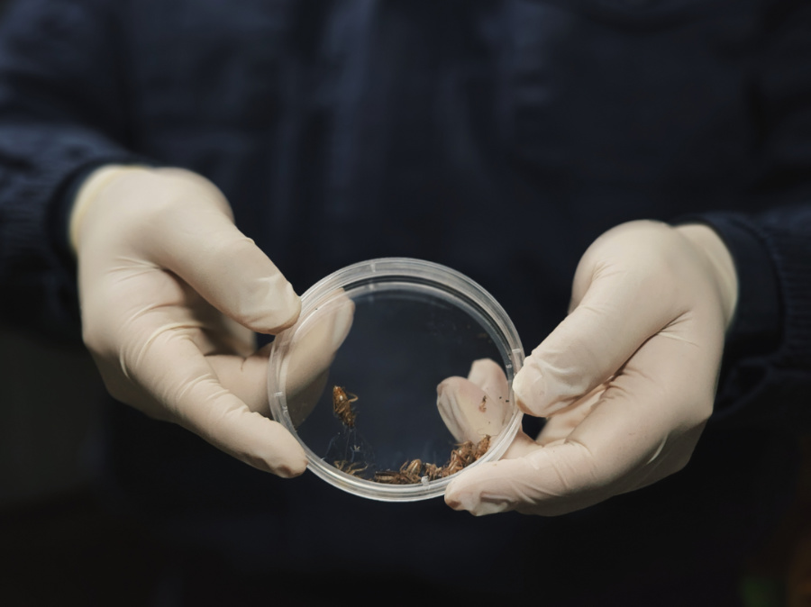 截獲的蜚蠊（蟑螂）。鄭伯堅攝