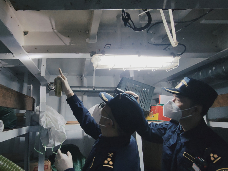 海關(guān)關(guān)員在漁船內(nèi)發(fā)現(xiàn)大量活蟑螂。鄭伯堅攝