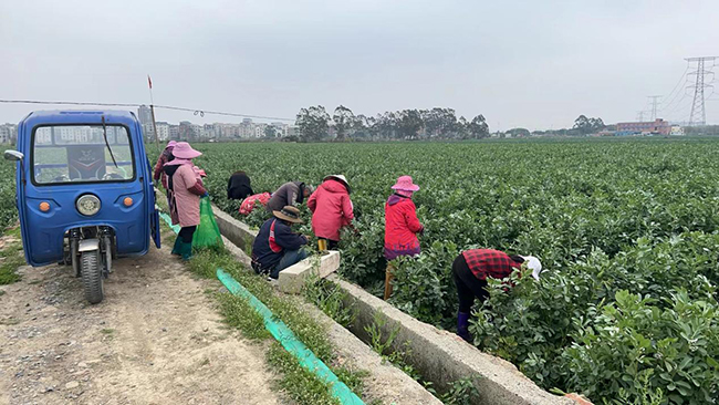 福清市大利現(xiàn)代農(nóng)業(yè)發(fā)展有限公司種植基地蠶豆采摘圖。福清市江鏡鎮(zhèn)供圖