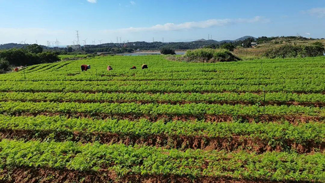 福清市港頭鎮(zhèn)后葉村胡蘿卜基地。福清市港頭鎮(zhèn)供圖