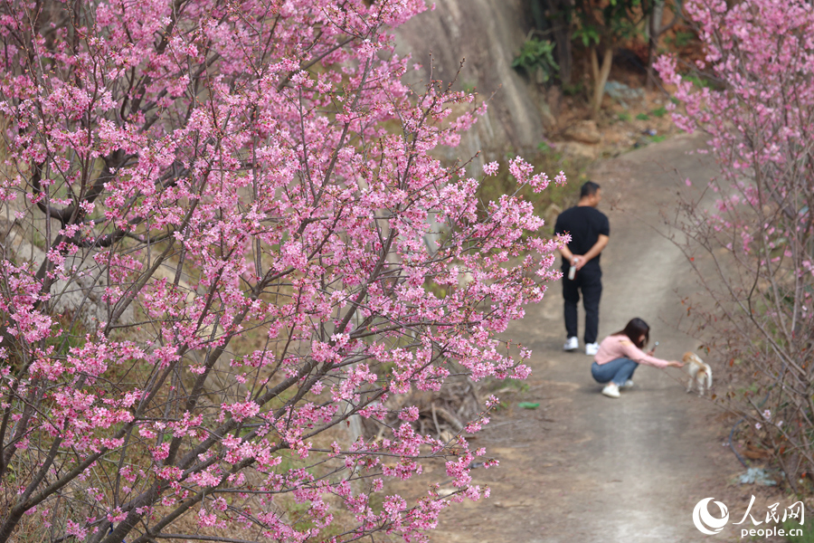市民游客漫步花海小徑。人民網(wǎng)記者 陳博攝