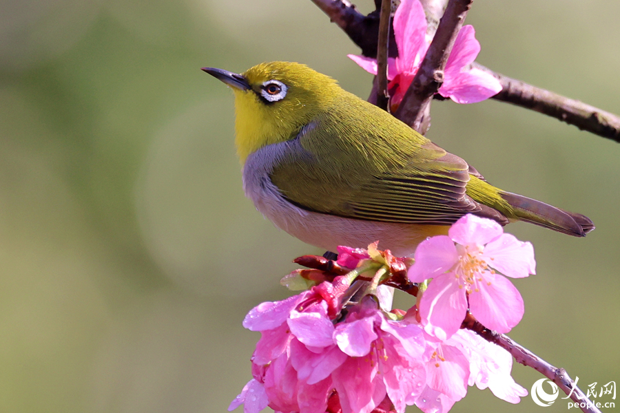 繡眼鳥穩(wěn)坐櫻花枝頭。人民網(wǎng)記者 陳博攝