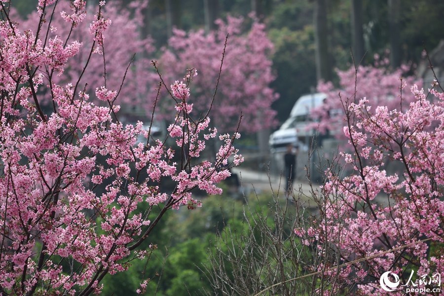 園中盡顯濃濃春意。人民網(wǎng)記者 陳博攝