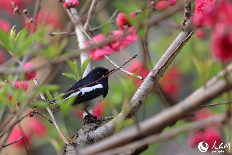 鵲鴝在桃樹的虬枝丫杈間停留。人民網(wǎng)記者 陳博攝