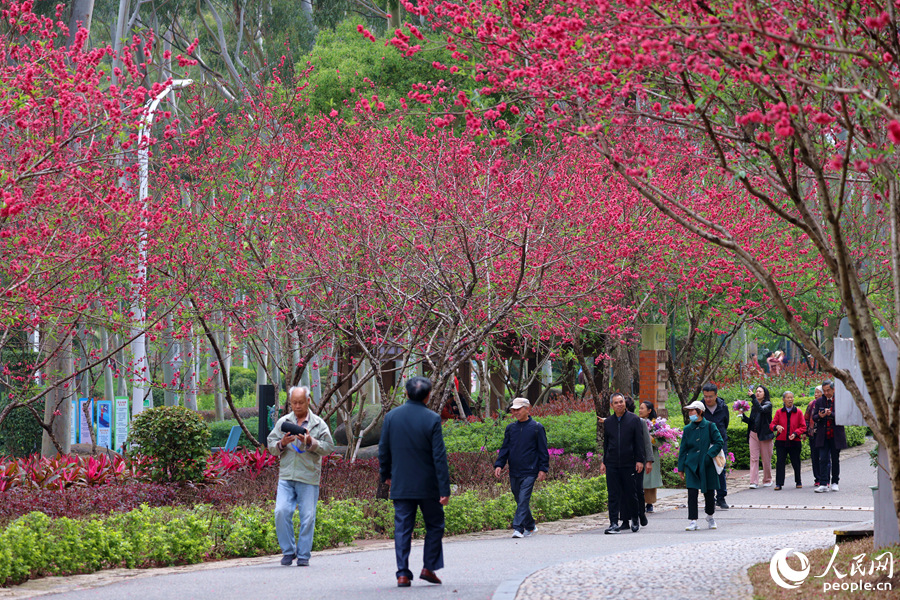 遠(yuǎn)觀桃林燦若煙霞，過往游人一步一景。人民網(wǎng)記者 陳博攝