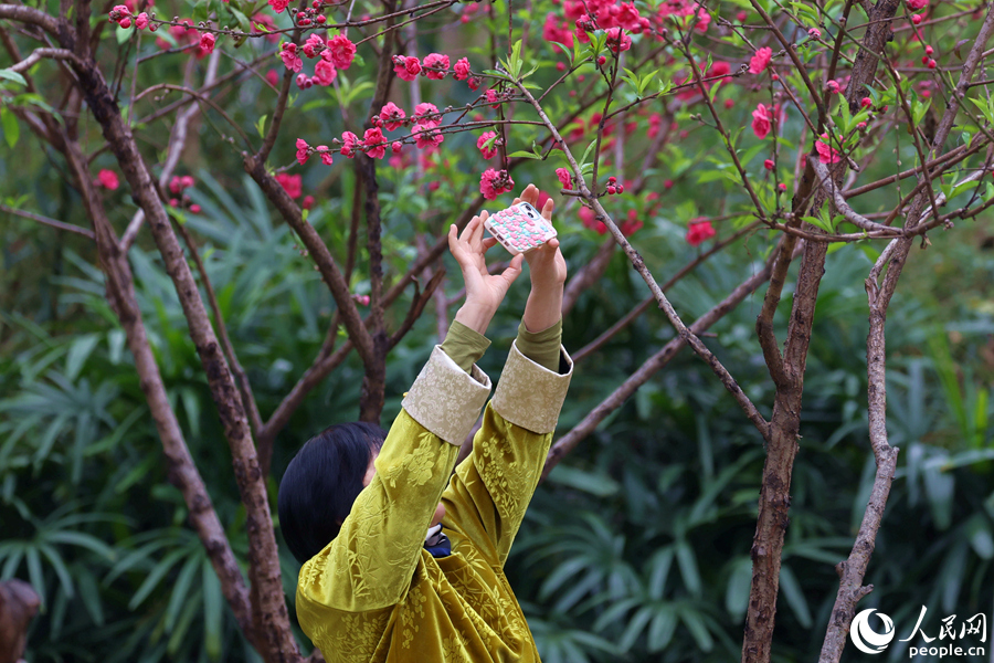 游客高舉手機(jī)拍攝桃花美景。人民網(wǎng)記者 陳博攝