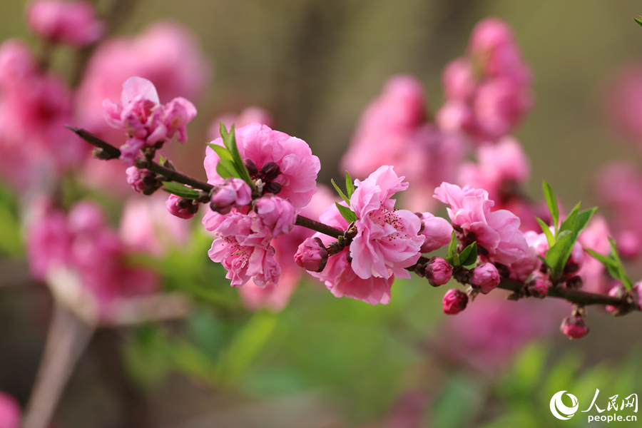 朵朵桃花抱團(tuán)成串。人民網(wǎng)記者 陳博攝