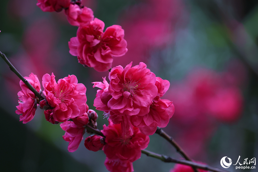 廈門市忠侖公園里花姿婀娜的碧桃。人民網(wǎng)記者 陳博攝
