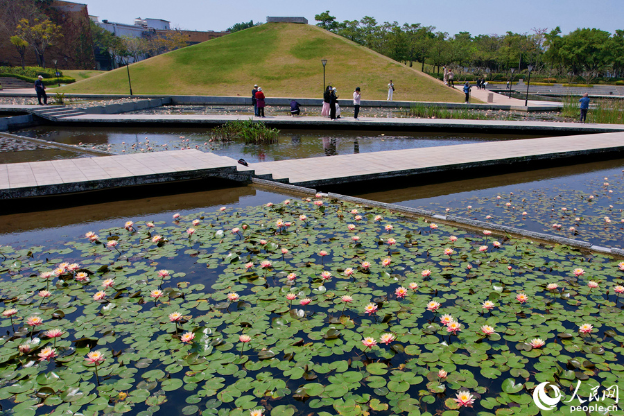 廈門思明海灣公園成片睡蓮競相綻放。人民網(wǎng)記者 陳博攝