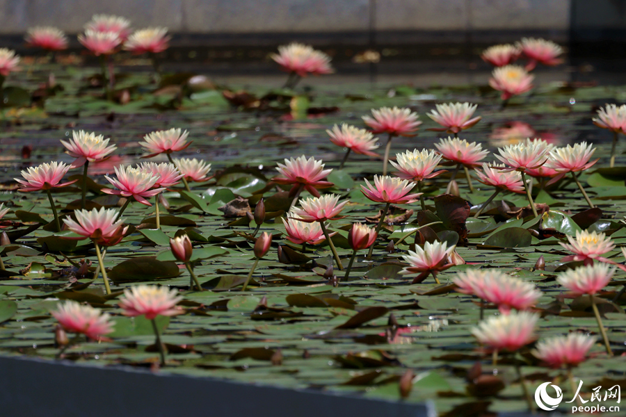 盞盞睡蓮隨風(fēng)搖曳生姿。人民網(wǎng)記者 陳博攝