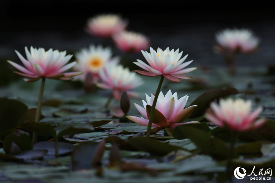 睡蓮輕舞花葉，盡顯曼妙身姿。人民網(wǎng)記者 陳博攝