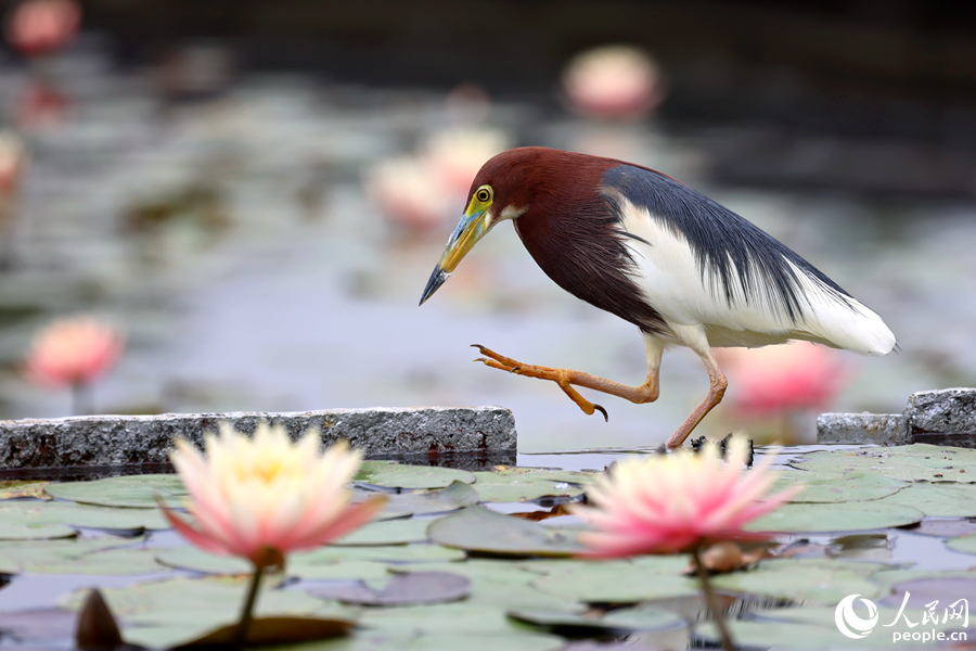 身披靚麗繁殖羽的池鷺在睡蓮池邊踱步。人民網(wǎng)記者 陳博攝