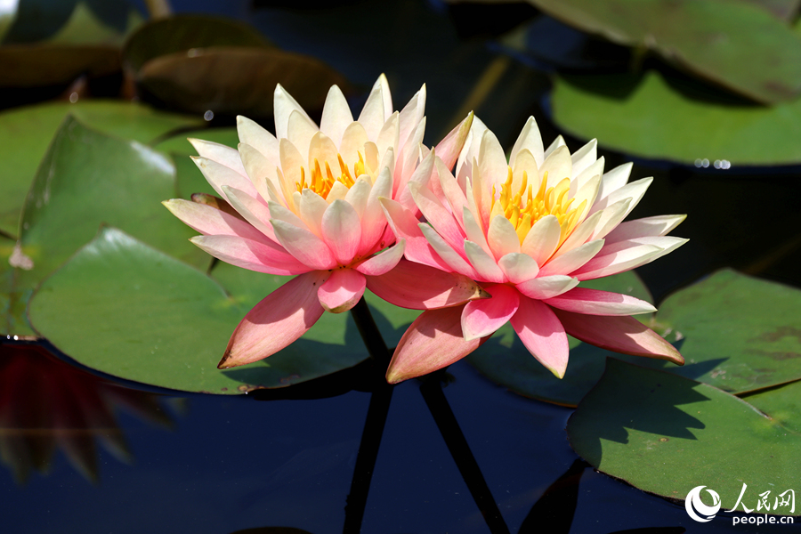 廈門集美敬賢公園的睡蓮向陽盛放。人民網(wǎng)記者 陳博攝
