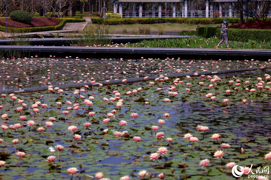 游人漫步睡蓮池畔，恍若走進(jìn)油畫一般。人民網(wǎng)記者 陳博攝