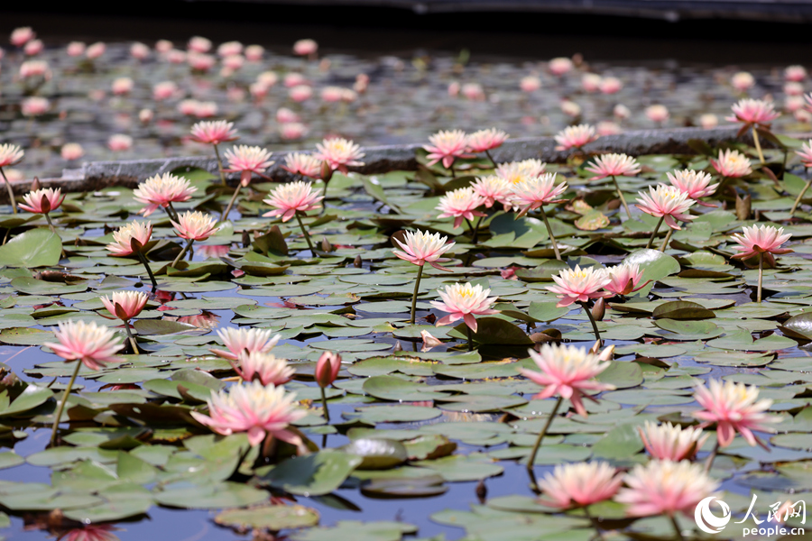 一池睡蓮一場春，正是賞蓮好時節(jié)。人民網(wǎng)記者 陳博攝