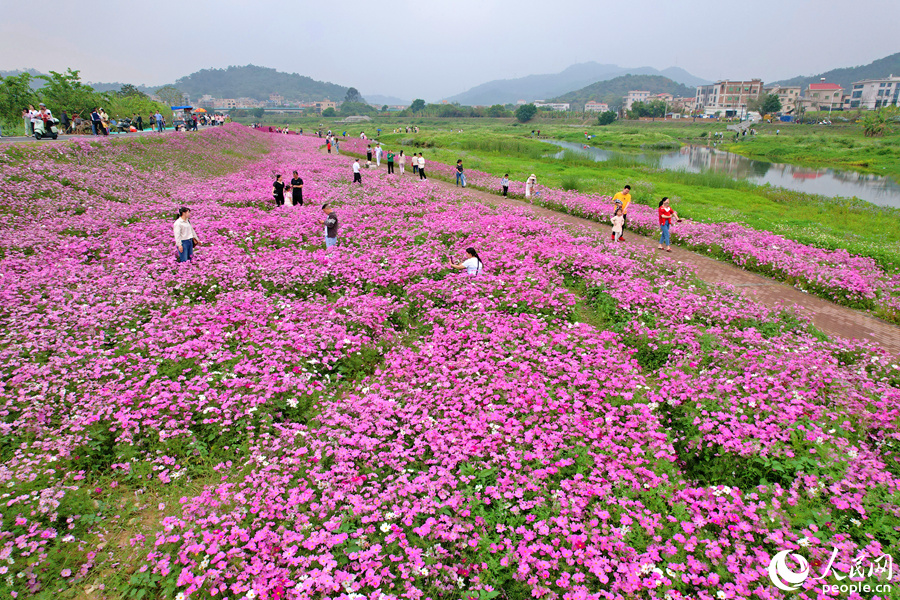 廈門(mén)同安田洋格?；ǜ?jìng)相綻放。人民網(wǎng)記者 陳博攝