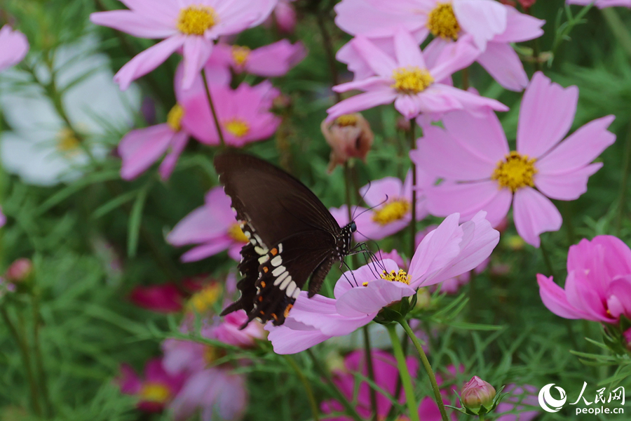 蝴蝶在格?；ㄉ衔郴?。人民網(wǎng)記者 陳博攝