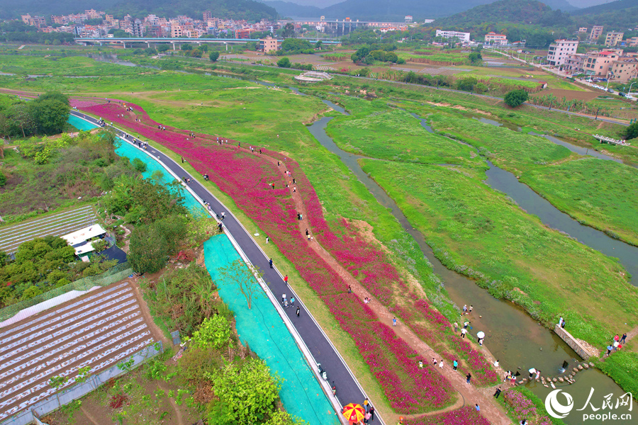 田洋溪畔格桑花綿延千余米。人民網(wǎng)記者 陳博攝