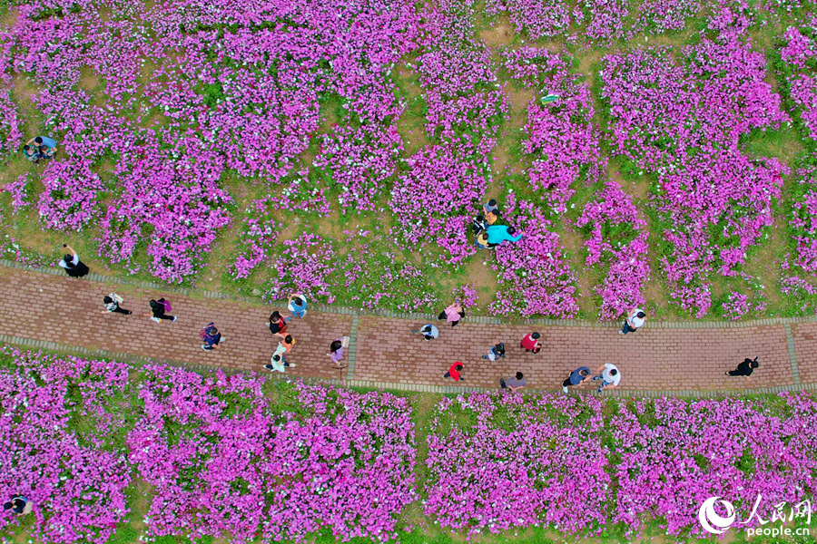 市民游客徜徉于萬(wàn)花之中。人民網(wǎng)記者 陳博攝