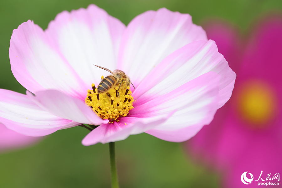 蜜蜂在格?；ㄉ喜擅?。人民網(wǎng)記者 陳博攝