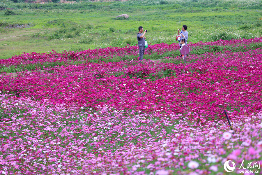 深淺不一的格?；ɑêｋS風(fēng)搖曳生姿。人民網(wǎng)記者 陳博攝
