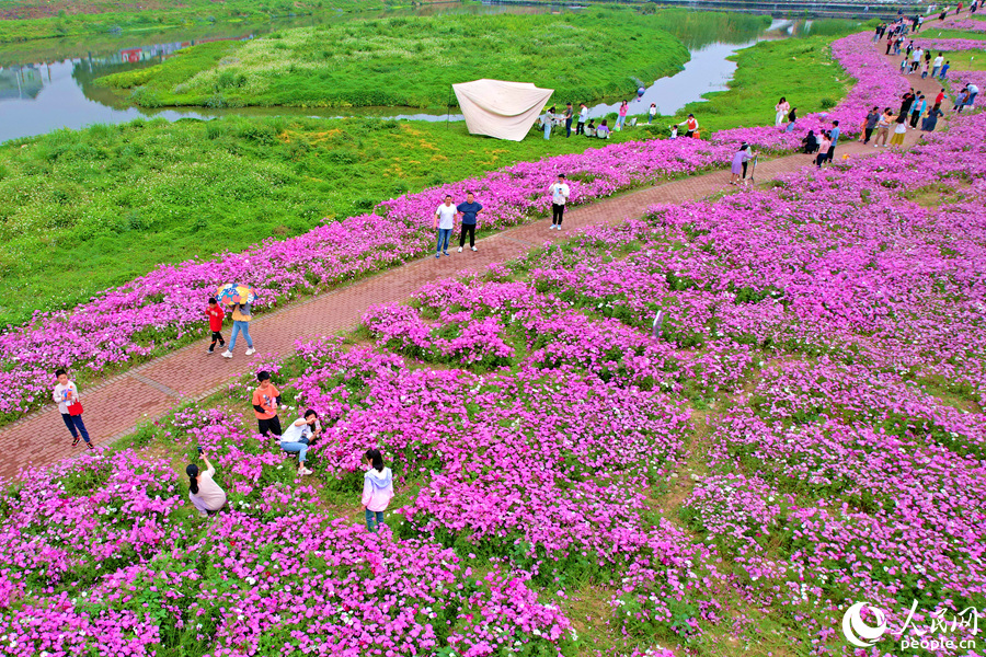 廈門(mén)同安田洋格?；ɑê４阂鉂?。人民網(wǎng)記者 陳博攝