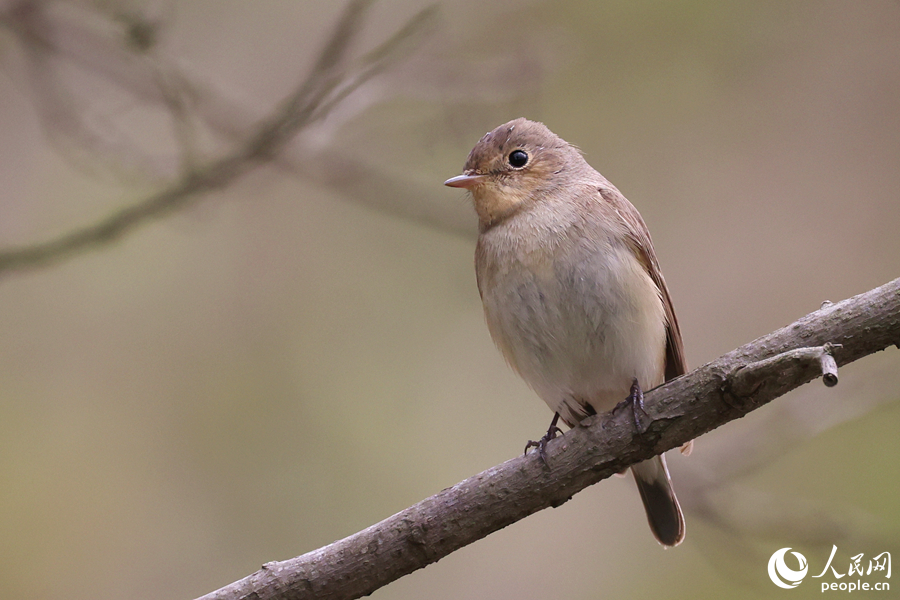 紅胸姬鹟在枝頭停留。人民網(wǎng)記者 陳博攝