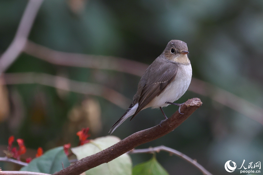 俏皮可愛的紅胸姬鹟。人民網(wǎng)記者 陳博攝