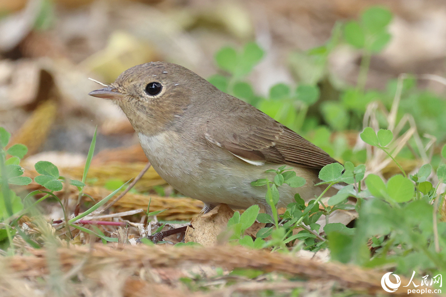 紅胸姬鹟在草地上覓食。人民網(wǎng)記者 陳博攝