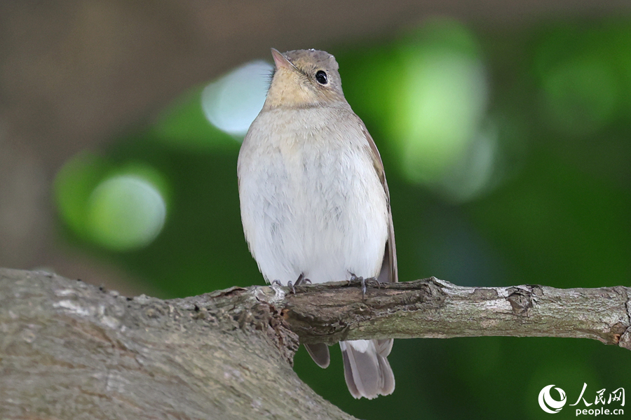 小巧玲瓏的紅胸姬鹟十分討喜。人民網(wǎng)記者 陳博攝