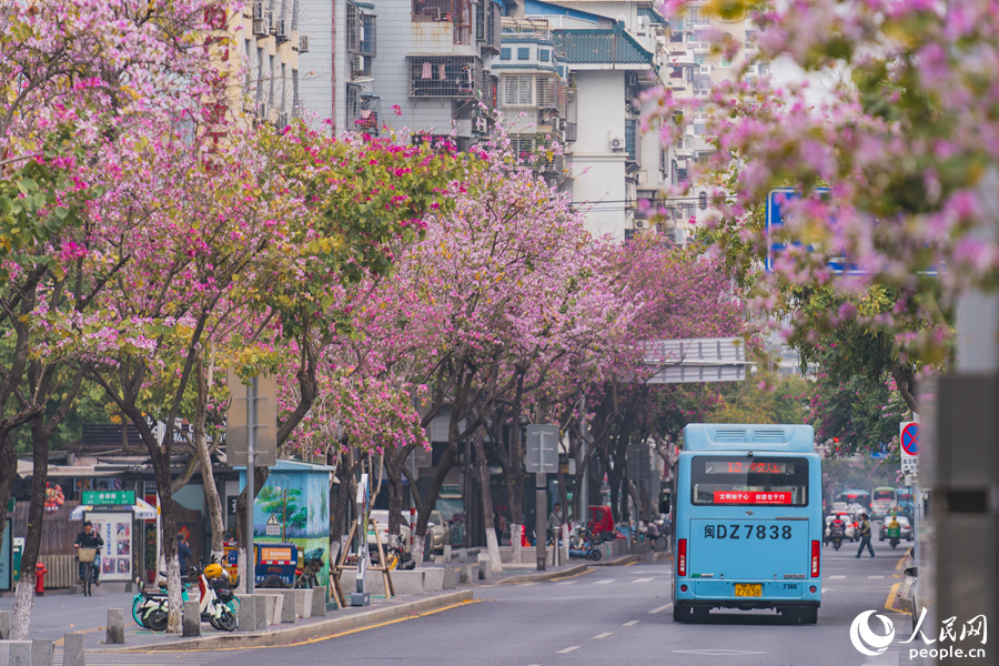 廈門(mén)禾祥東路宮粉羊蹄甲夾道盛開(kāi)。人民網(wǎng)記者 陳博攝