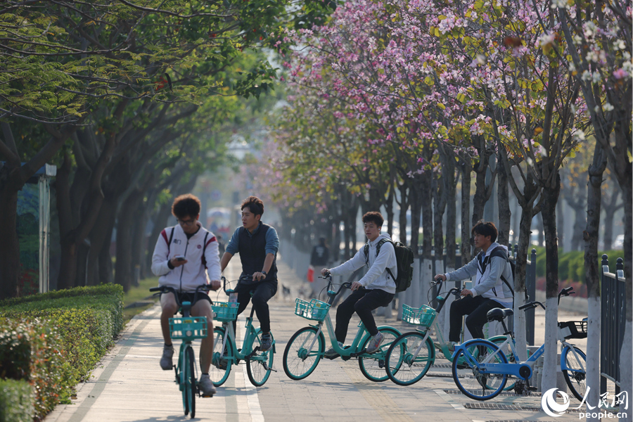 廈門(mén)湖濱北路宮粉羊蹄甲花朵競(jìng)相綻放。人民網(wǎng)記者 陳博攝