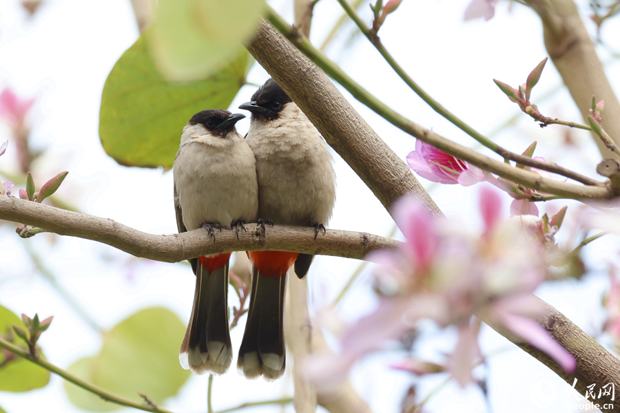 廈門(mén)同安城南路旁，一對(duì)白喉紅臀鵯在粉花深處相互依偎。人民網(wǎng)記者 陳博攝