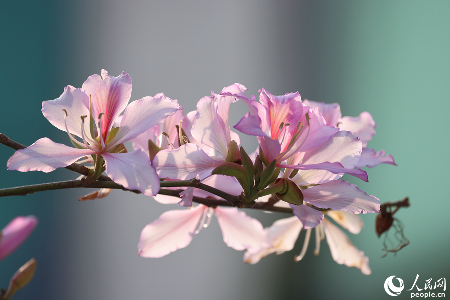 宮粉羊蹄甲花朵綴滿(mǎn)枝頭。人民網(wǎng)記者 陳博攝