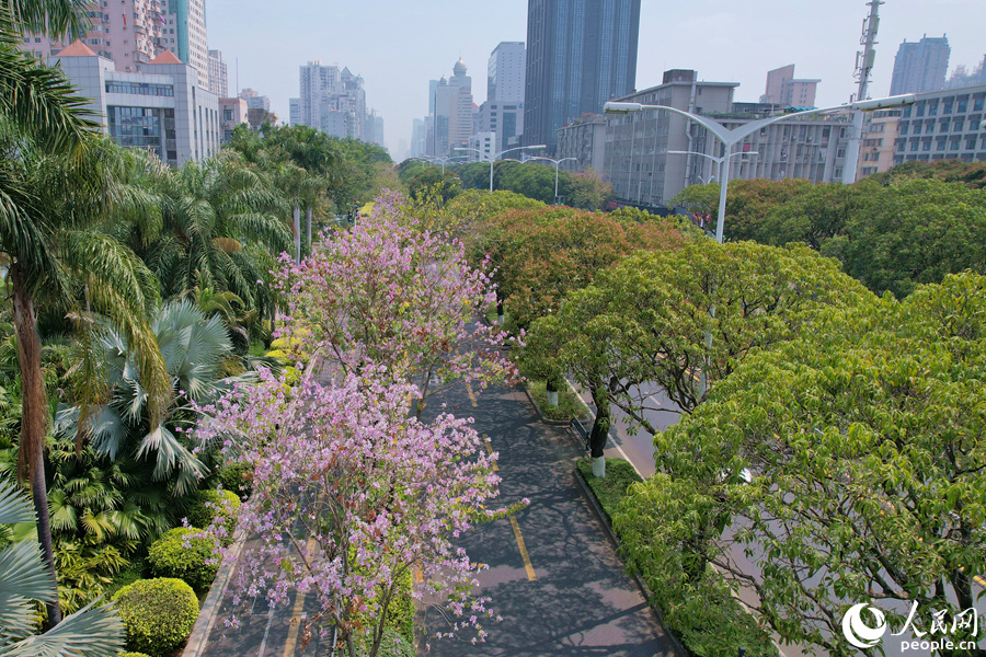 廈門(mén)湖濱南路宮粉羊蹄甲隨風(fēng)搖曳生姿。人民網(wǎng)記者 陳博攝