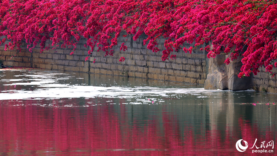 三角梅花海與池中倒影相映成畫。人民網(wǎng)記者 陳博攝