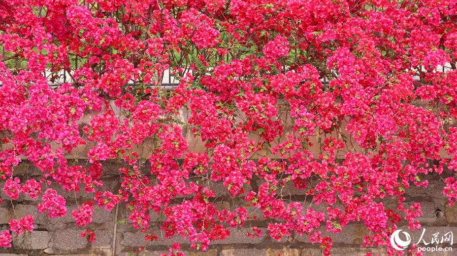 盛開的三角梅從池畔傾瀉而下，如同瀑布一般。人民網(wǎng)記者 陳博攝